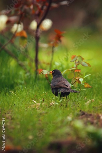 Selective focus shot of a blackbird perched on a green grassy field