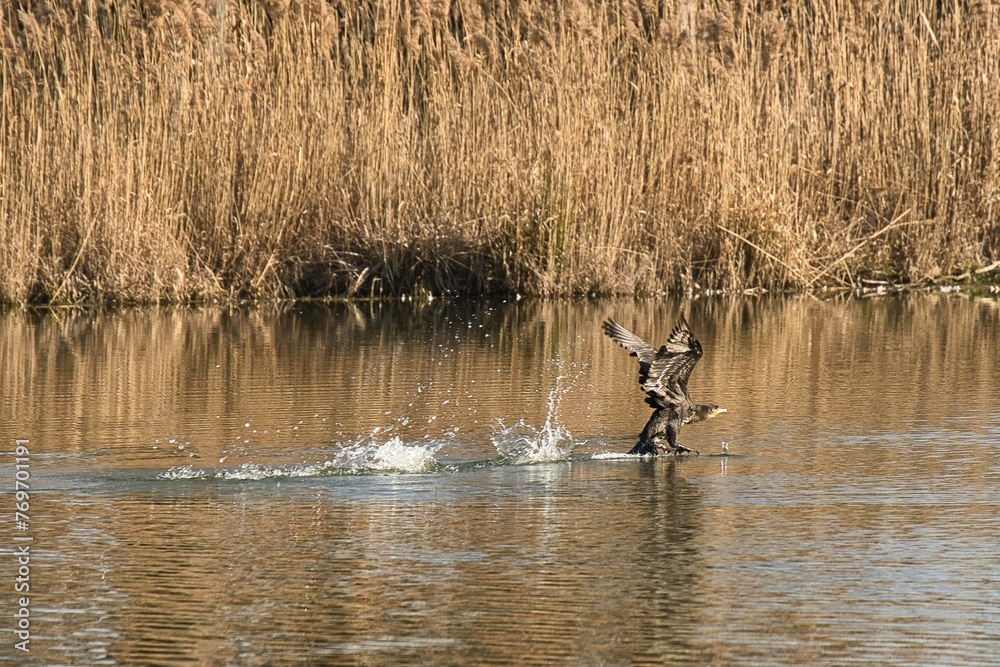 Hawk soars majestically in the sky above a body of water as it dives in search of its next meal Hawk soars majestically in the sky above a body of water as it dives in search of its next meal