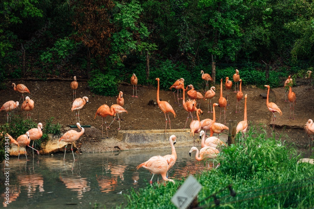 Obraz premium Flock of pink flamingos gathered on the shoreline of a tranquil body of water