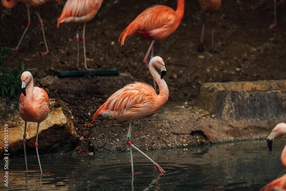 a number of flamingos walking along a rocky shoreline by the water a number of flamingos walking along a rocky shoreline by the water
