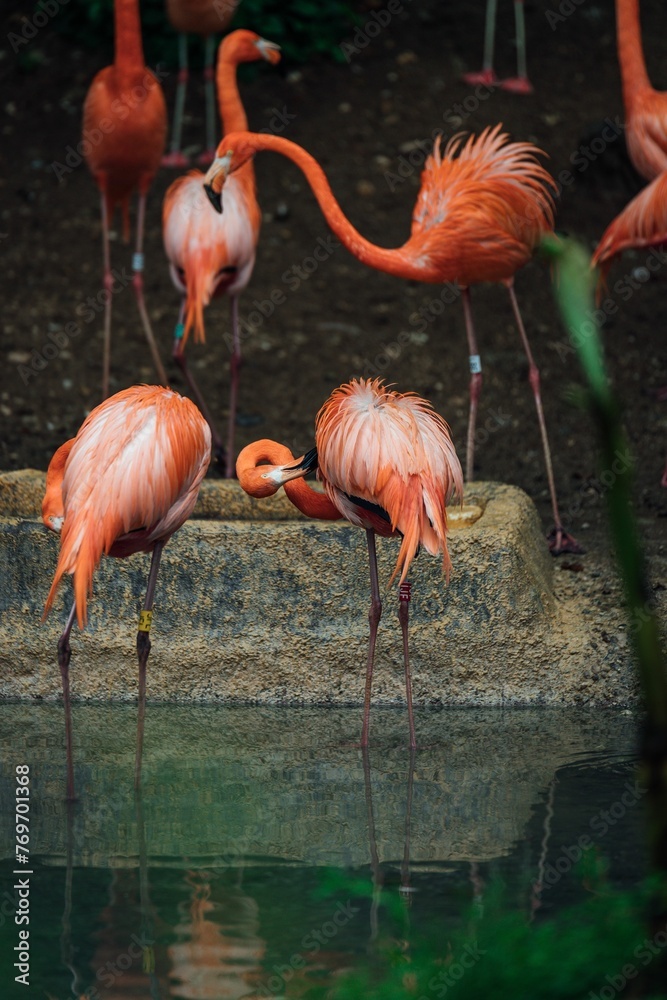 Flock of bright pink flamingoes gracefully wading through a tranquil lake Flock of bright pink flamingoes gracefully wading through a tranquil lake