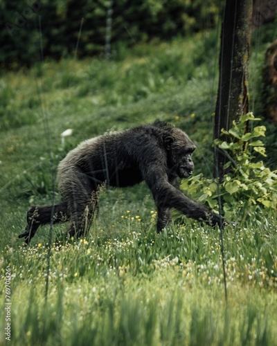 Gorilla walking upright and exploring its natural environment of tall grass and trees