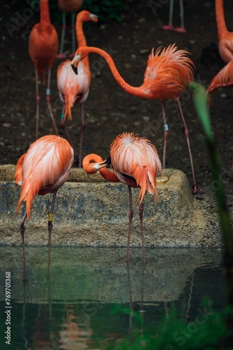 Flock of bright pink flamingoes gracefully wading through a tranquil lake