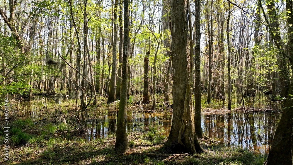 Fototapeta premium Natural low country swamp wetlands in low country South Carolina with cypress trees in dense forest in nature with wildlife and peaceful river under sunshine in Spring