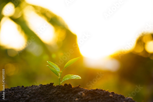 Seedling are growing in the soil with backdrop of the sunlight. Planting trees to reduce global warming.