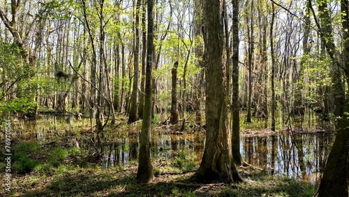Natural low country swamp wetlands in low country South Carolina with cypress trees in dense forest in nature with wildlife and peaceful river under sunshine in Spring