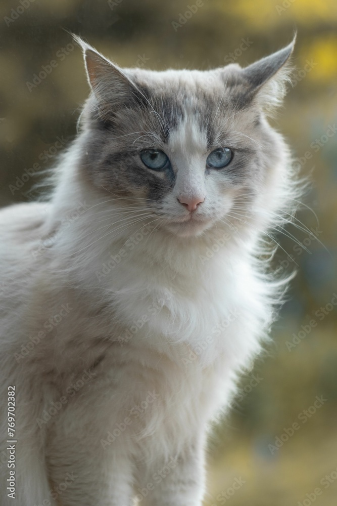 Portrait of a white cat with blue eyes on a blurred background