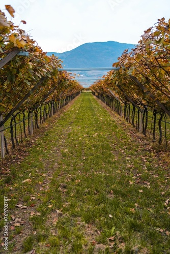 Fototapeta Naklejka Na Ścianę i Meble -  Scenic view of grape vines on a farm in the countryside in autumn