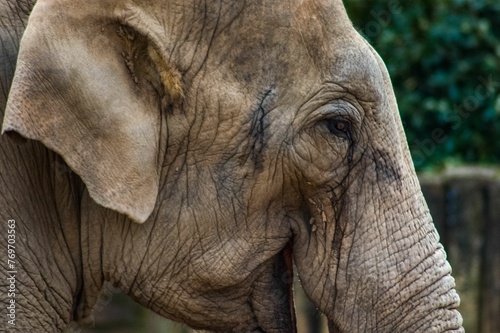 Closeup shot of an Asian elephant against a blurry backdrop.