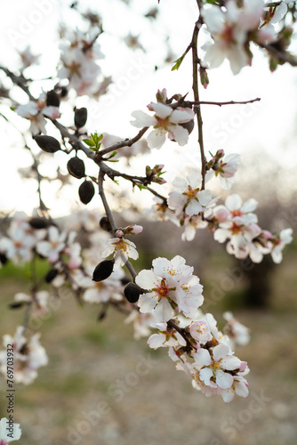 Closeup capturing the delicate flowers of a blossoming almond tree