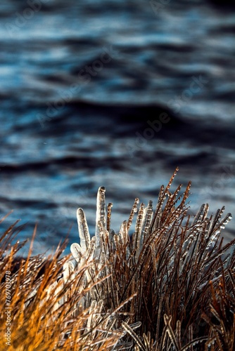 Vertical of frozen grass growing on the shore of a lake in winter © Wirestock