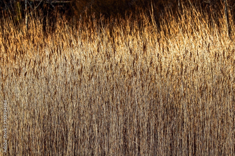 Fototapeta premium Cluster of tall brown reeds growing near a marshy area