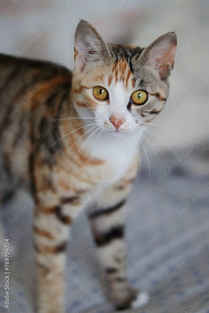 Adorable tabby cat illuminated in a warm light, gazing into the camera