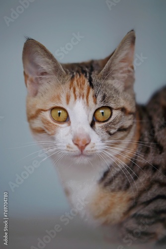Fototapeta Naklejka Na Ścianę i Meble -  Adorable tabby cat illuminated in a warm light, gazing into the camera