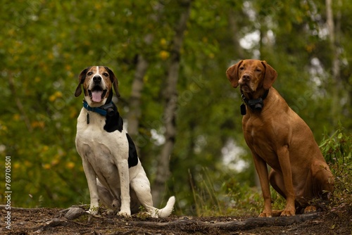 Close up of two dogs a Halden Hound and a Vizsla standing next to each other in a dense forest photo