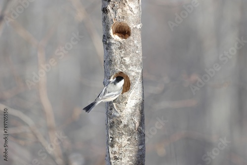 Small woodpecker with its beak pointing towwards a tree trunk photo