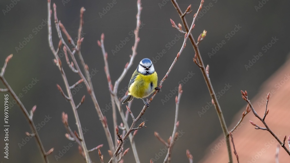 Blue tit perched on a branch against a natural background Blue tit perched on a branch against a natural background