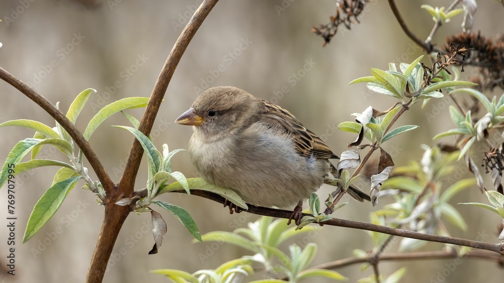 Sparrow perched atop a tree branch, looking off into the distance Sparrow perched atop a tree branch, looking off into the distance