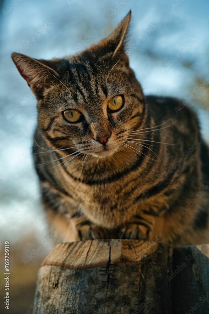 Closeup shot of a striped grey domestic cat in a lush green park on the wooden pole