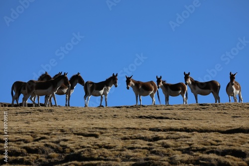 Herd of donkeys in a picturesque meadow atop a rolling hil