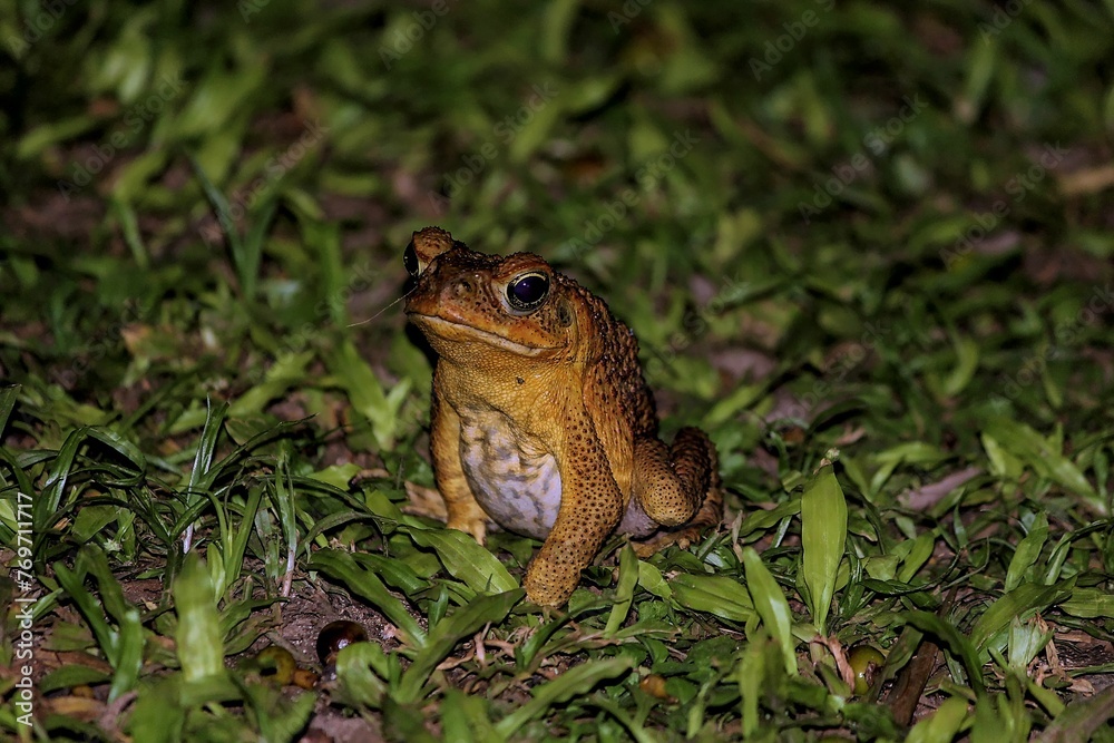Close-up of a Cane Toad in Savosa at night on leafs Close-up of a Cane Toad in Savosa at night on leafs
