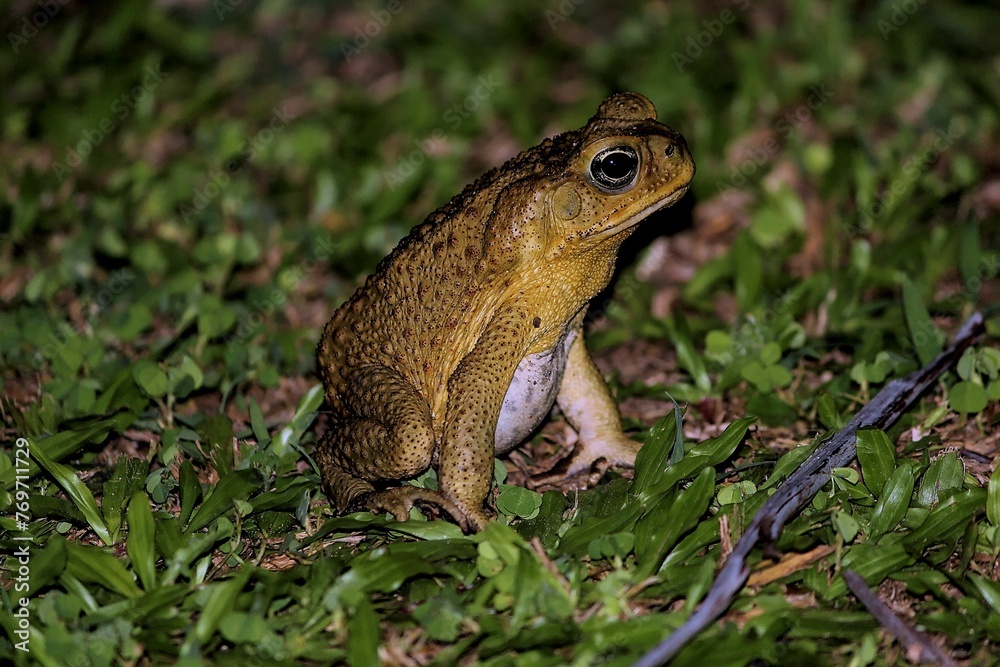 Close-up of a Cane Toad in Savosa at night on leafs Close-up of a Cane Toad in Savosa at night on leafs