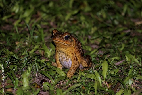 Close-up of a Cane Toad in Savosa at night on leafs