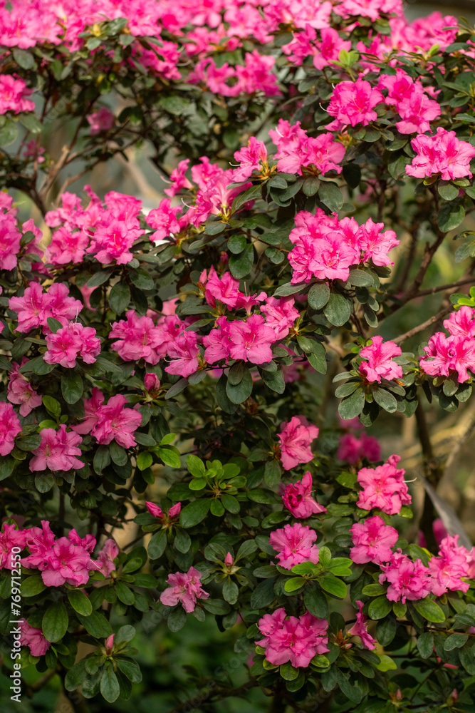 Fiery Azalea Delight Flowers in the Garden Fiery Azalea Delight Flowers in the Garden