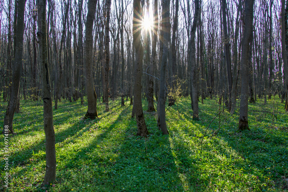 Obraz premium Sunset in the forest, Comana Park, Giurgiu, Romania