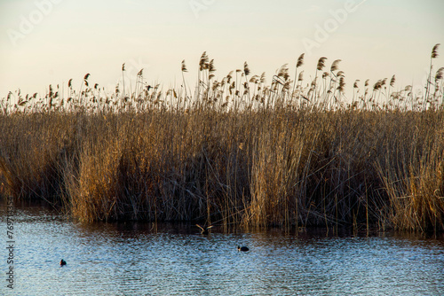 Sunset on the lake, Comana Natural Park, Giurgiu, Romania