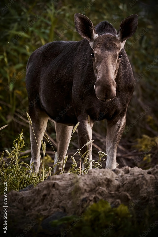 Closeup of a majestic Moose in a lush green with a blurry background