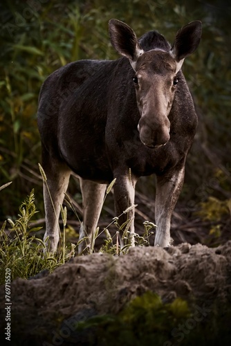 Closeup of a majestic Moose in a lush green with a blurry background © Wirestock