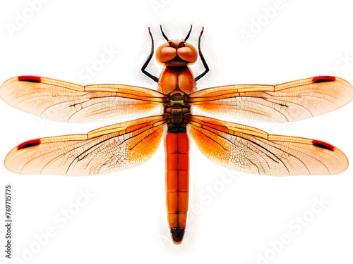 Dragonfly Isolated On PNG Background, 300 PPI Resolution