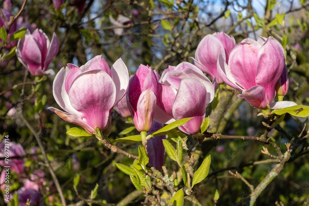 flowering magnolia bush in spring flowering magnolia bush in spring