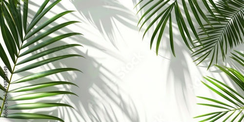 White background with shadows of palm leaves  tropical feel for travel marketing visuals. White background with shadows of palm leaves  tropical feel for travel marketing visuals.