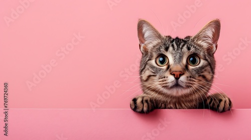 Charming Fascinating shorthair feline variety peering out on pink background © Emma