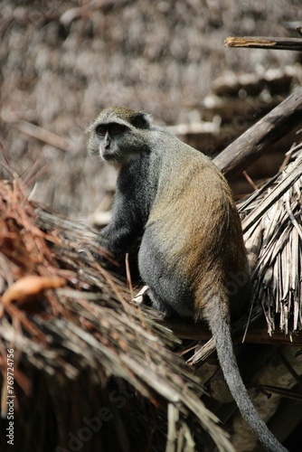 Vertical shot of a grivet monkey on trees in a zoo in Zanzibar, Tanzania photo