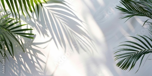 White background with shadows of palm leaves  tropical feel for travel marketing visuals. White background with shadows of palm leaves  tropical feel for travel marketing visuals.