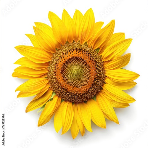 Sunflower Isolated On White Background. Flat Lay Top View Of Bright Yellow Blossoming Beauty In Circle Shape. Agriculture and Botany Concept © Web