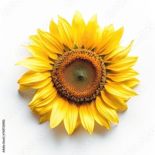 Sunflower Beauty: Isolated Flower on White Background for Agriculture and Botany Concepts. Close-Up Blossoming Circle in Bright Flat Lay View