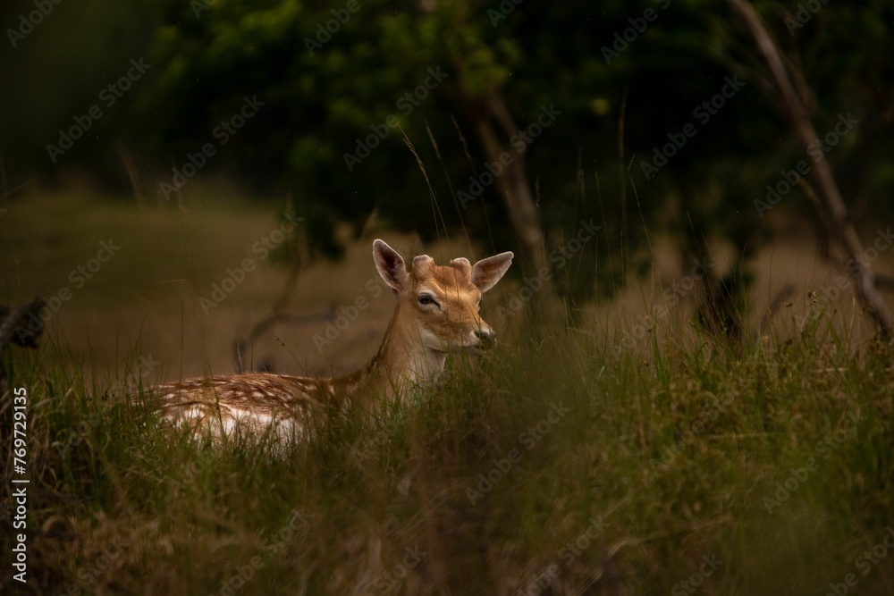 White-tailed deer is resting in a lush green meadow alone