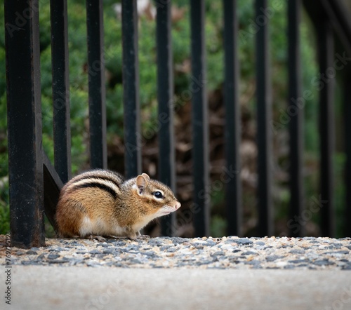Eastern chipmunk (Tamias striatus) in font of a fence