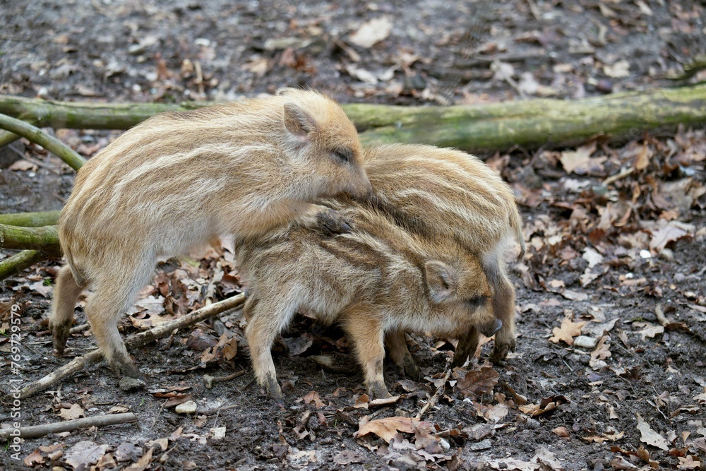a couple of baby boars are playing in the dirt a couple of baby boars are playing in the dirt