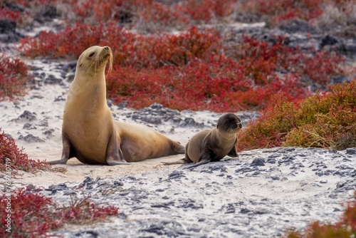 California Sea Lions on a sandy landscape with surrounding desert flora in a vivid red hue