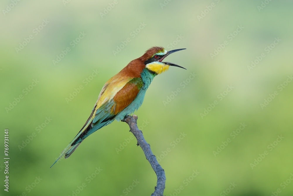 European bee-eater bird perched on a tree branch with its beak open. European bee-eater bird perched on a tree branch with its beak open.