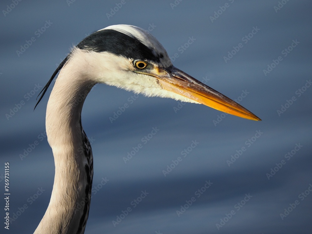 Closeup shot of a grey heron in a shallow body of water.