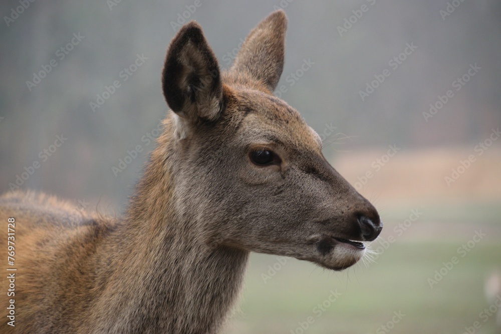 Side view of a majestic roe deer standing in a meadow surrounded by lush greenery