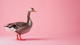 Endlessly goose charming on pink background