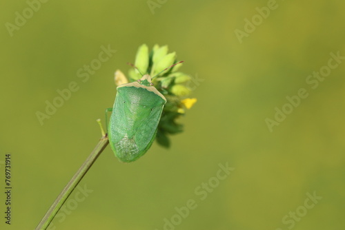 Nezara viridula is a plant-feeding stink bug photo