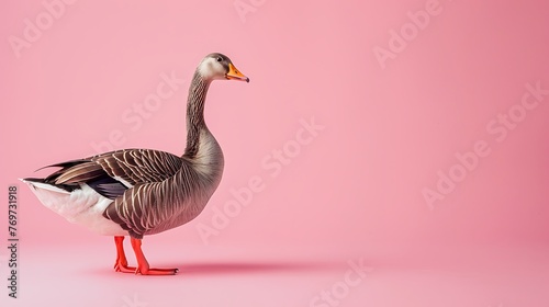 Endlessly goose charming on pink background photo
